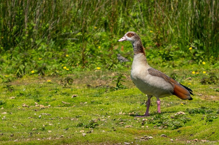 23 Egyptische gans.jpg